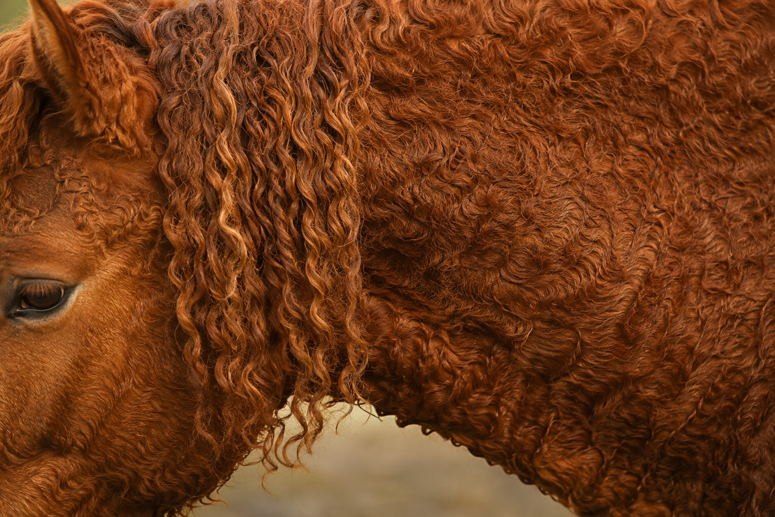 Gros plan sur le poil bouclé et la crinière frisée d'un cheval Curly