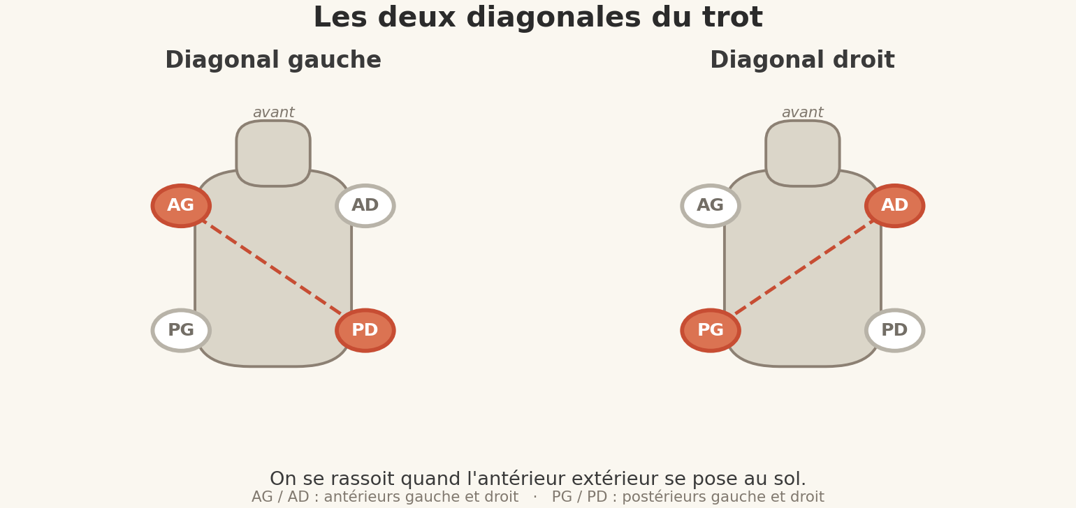 Schéma des deux diagonales du trot : antérieur gauche avec postérieur droit, antérieur droit avec postérieur gauche