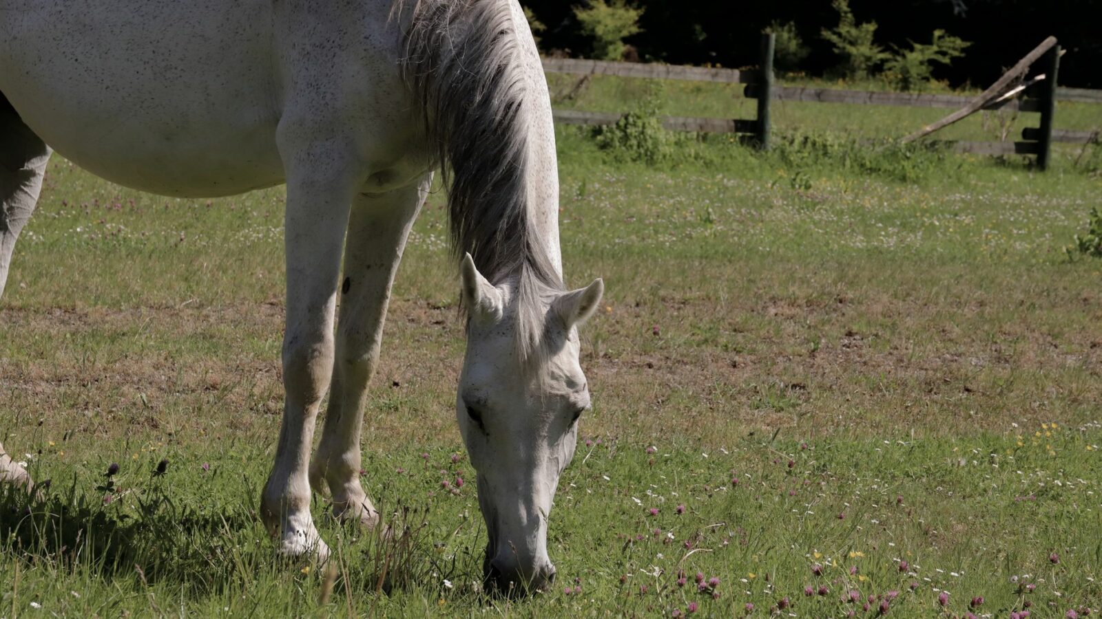 La digestion du cheval