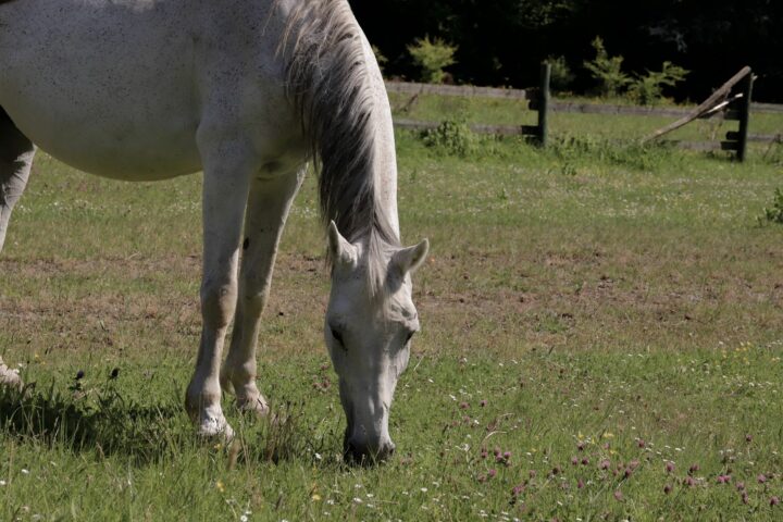 La digestion du cheval