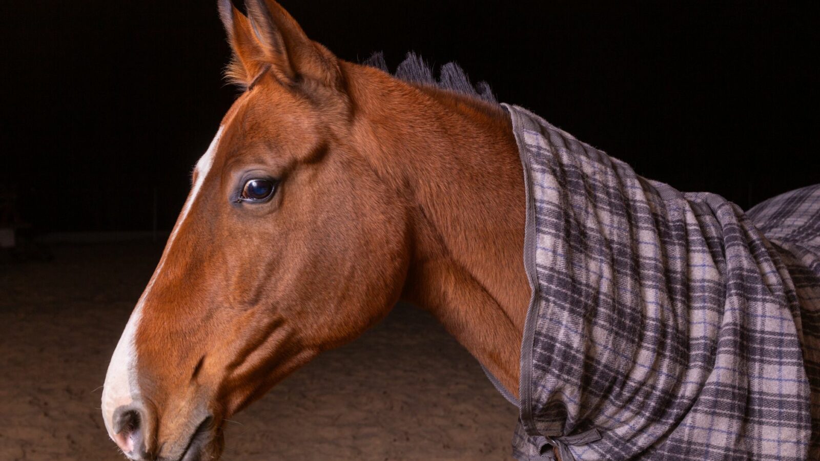 L’échauffement et la récupération du cheval