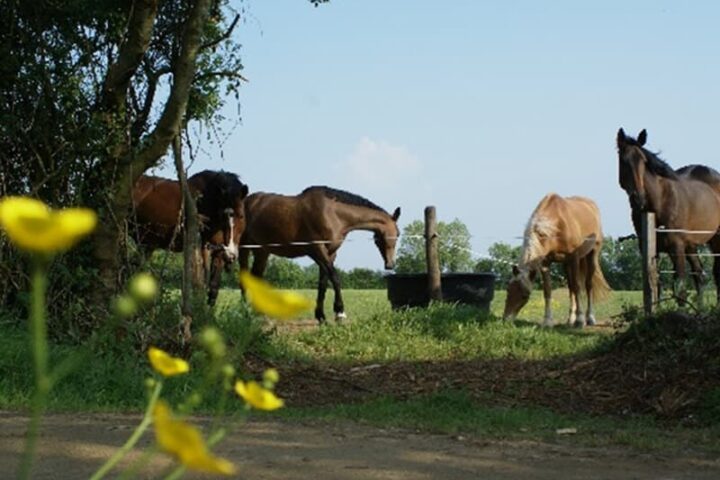 Écuries de la Frênière