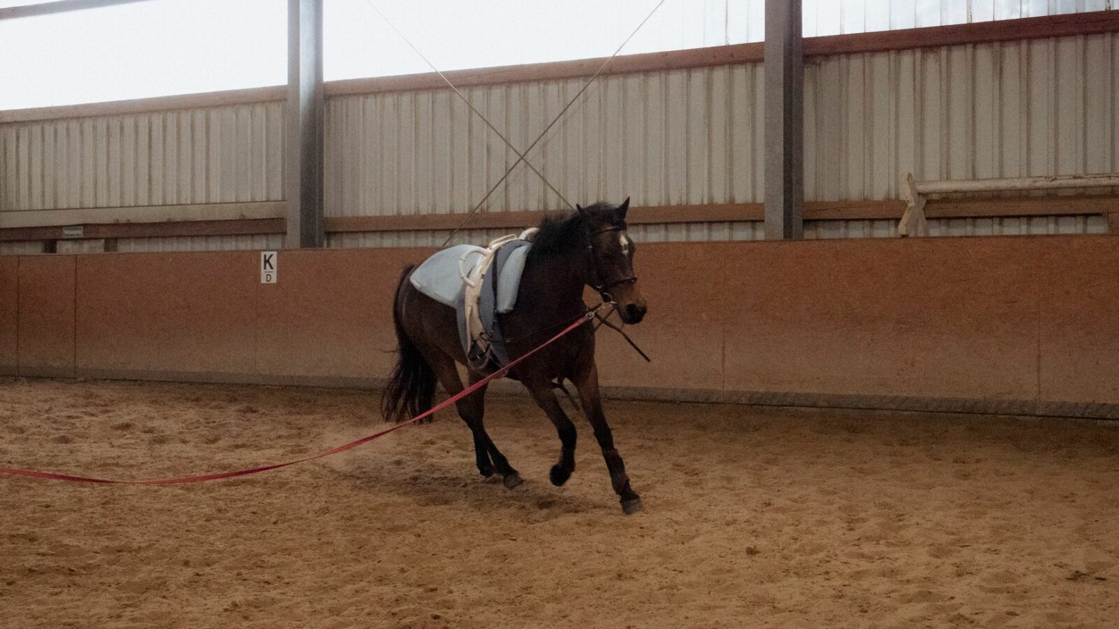 Les enrênements du cheval