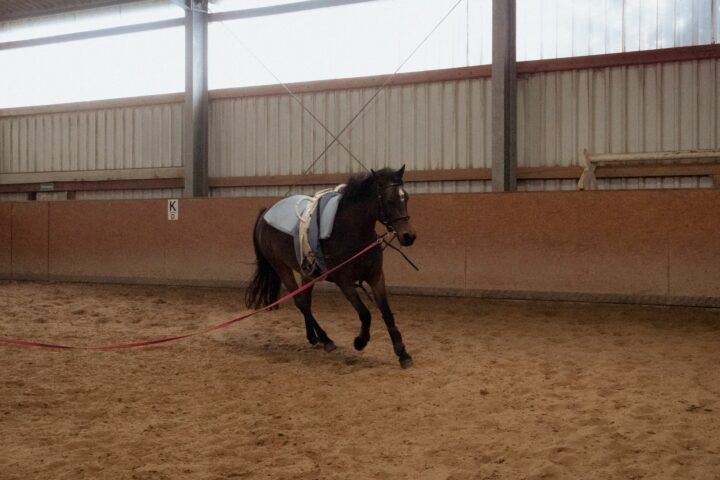 Les enrênements du cheval