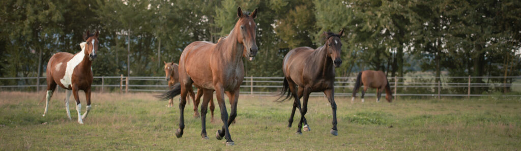 Écurie Equi&rsquo;Écoute