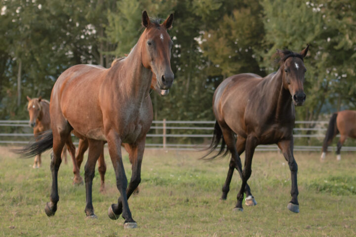 Écurie Equi&rsquo;Écoute