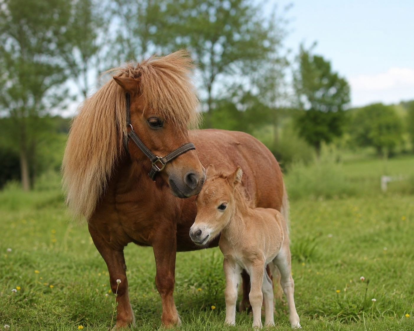 Poulain Falabella minuscule près de sa mère