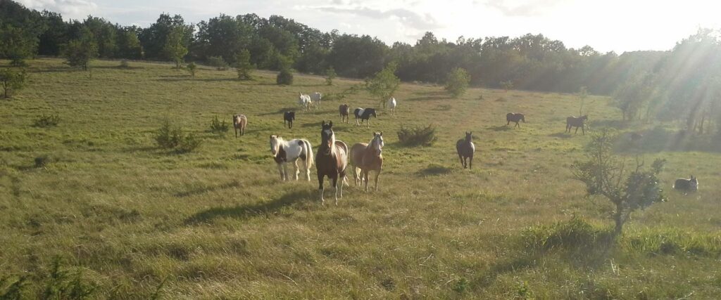Ferme équestre Les Crins du Col