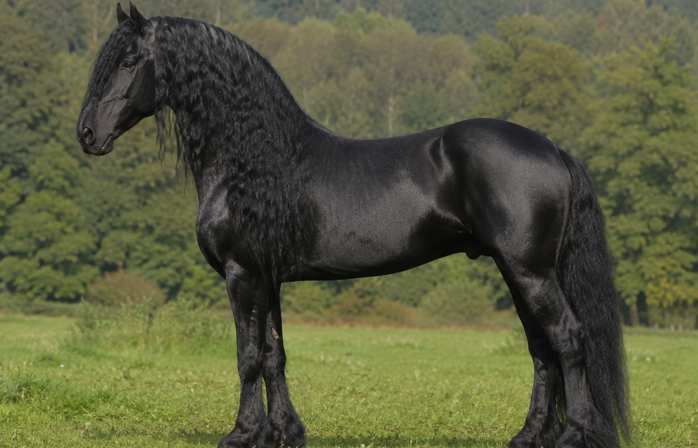Le Frison