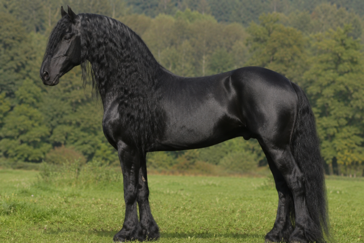 Le Frison