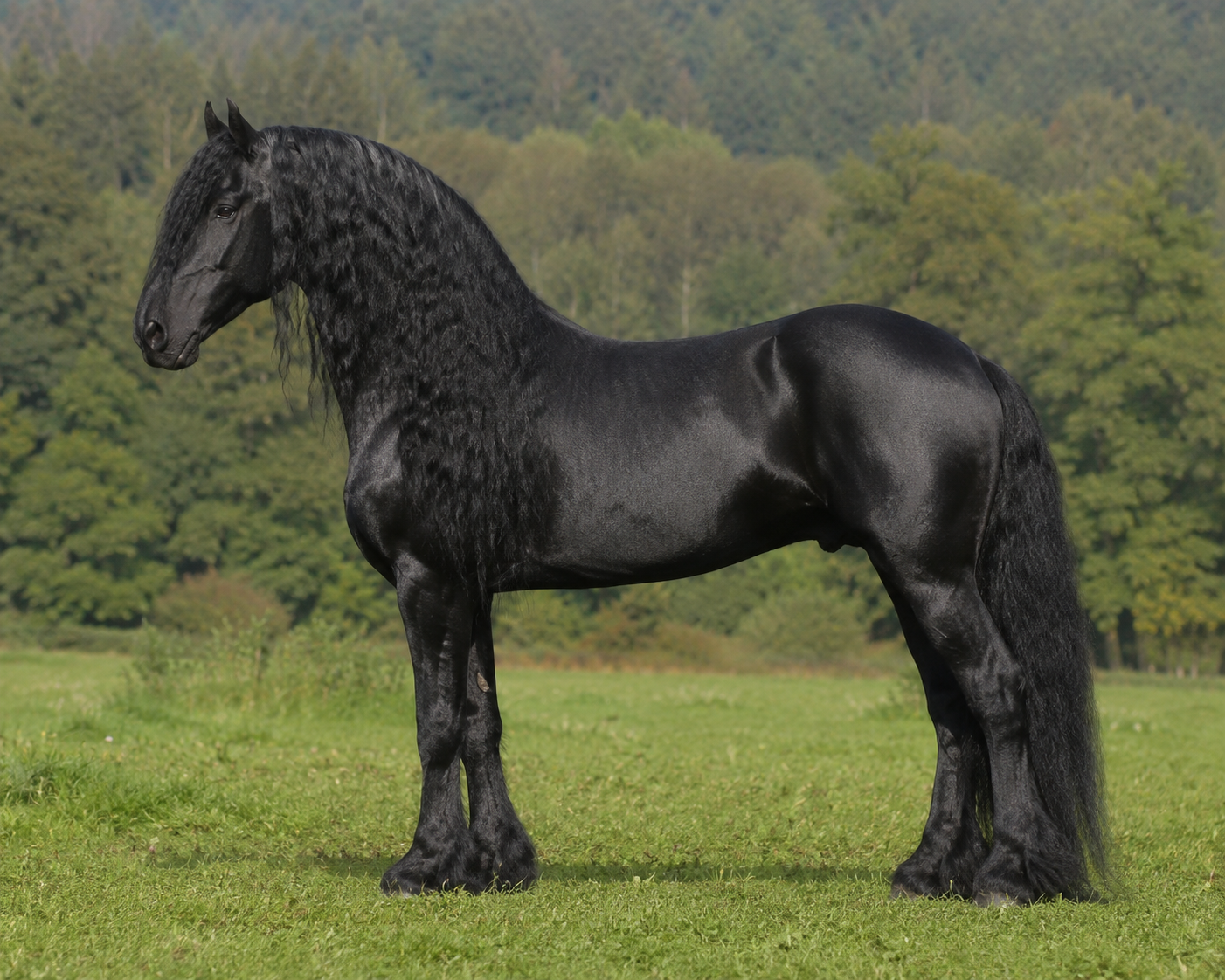 Frison