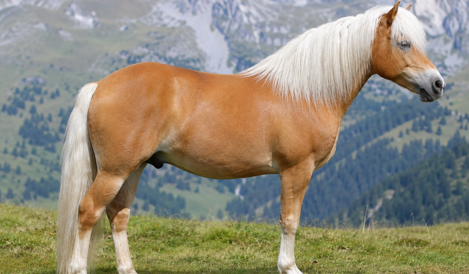 Le Haflinger