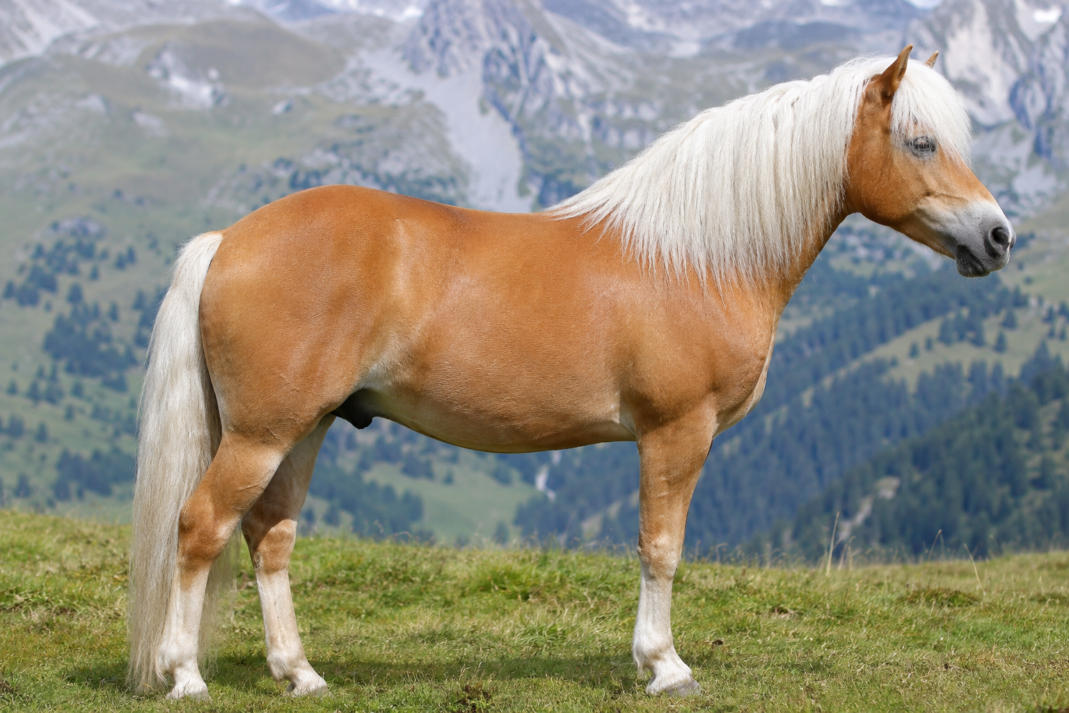 Haflinger