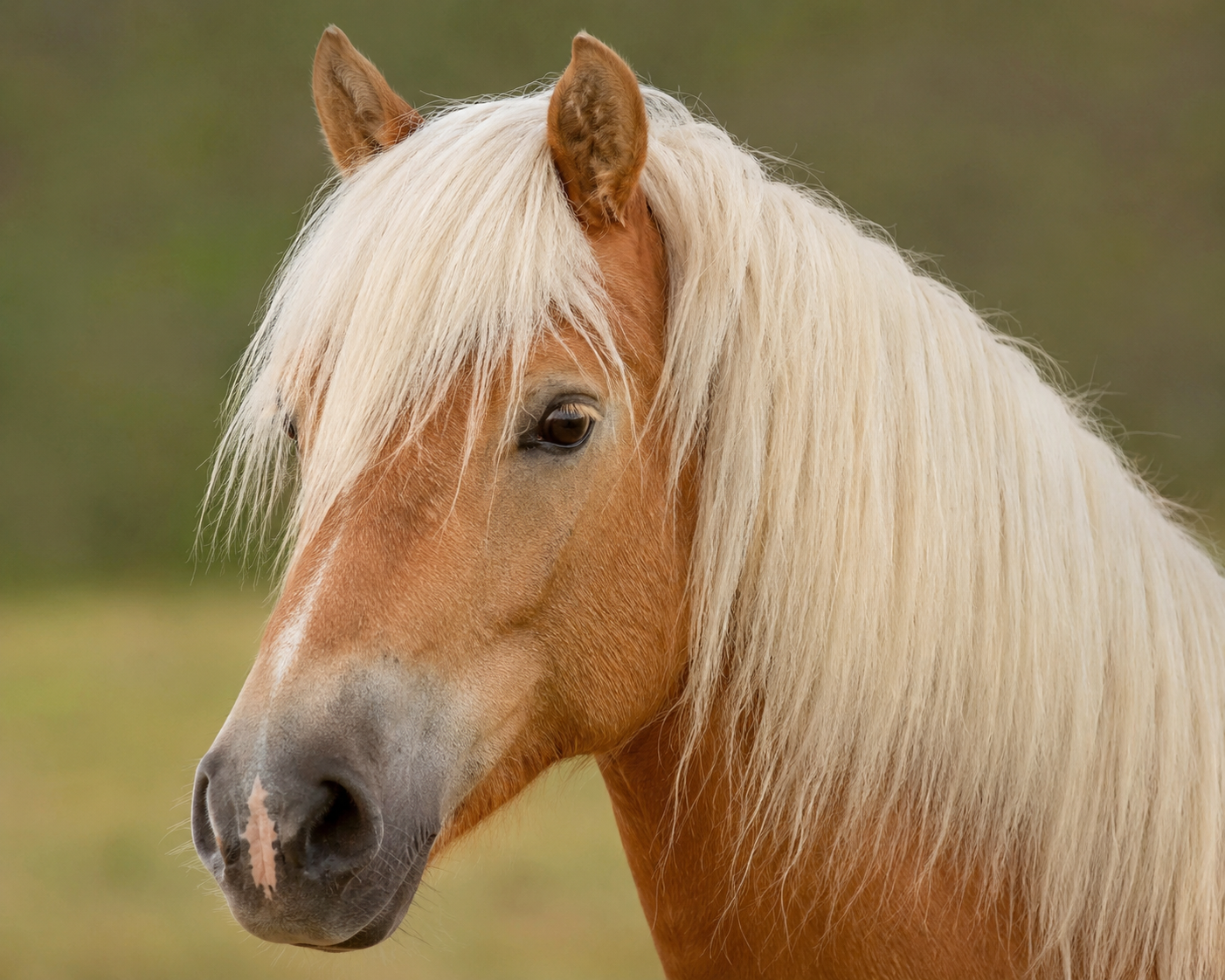 Gros plan de la robe alezan crins lavés d'un Haflinger