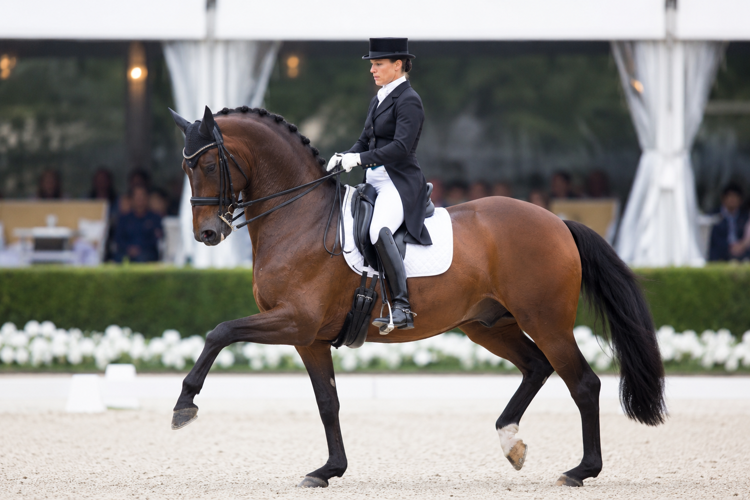 Cheval Hanovrien bai monté en dressage de haut niveau