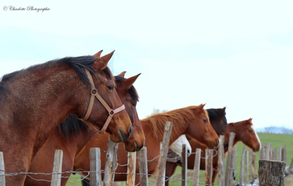 Haras de la Forêt