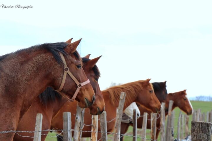 Haras de la Forêt