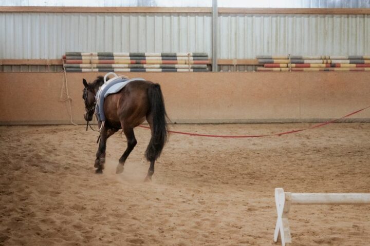 Haras Du Rambert