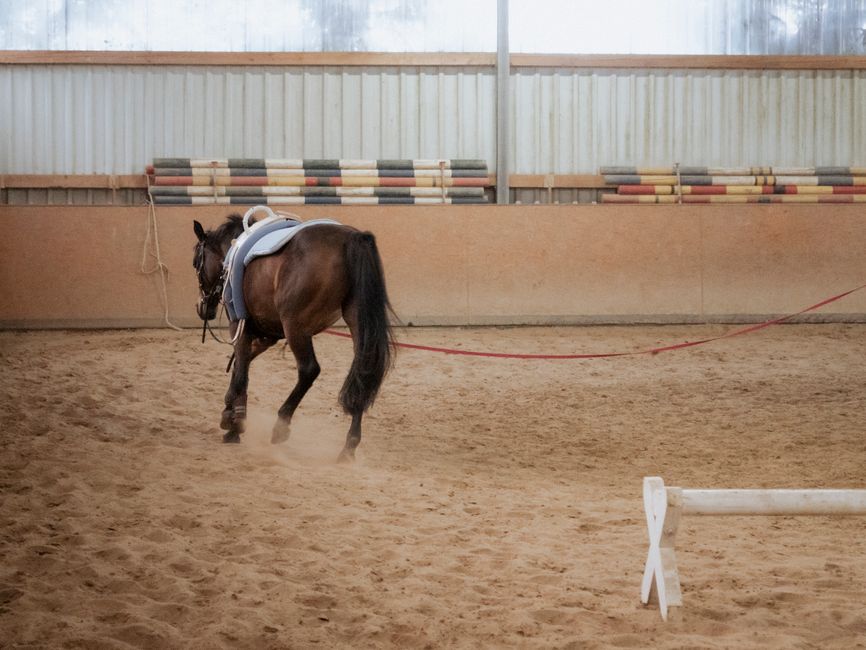 Haras Du Rambert