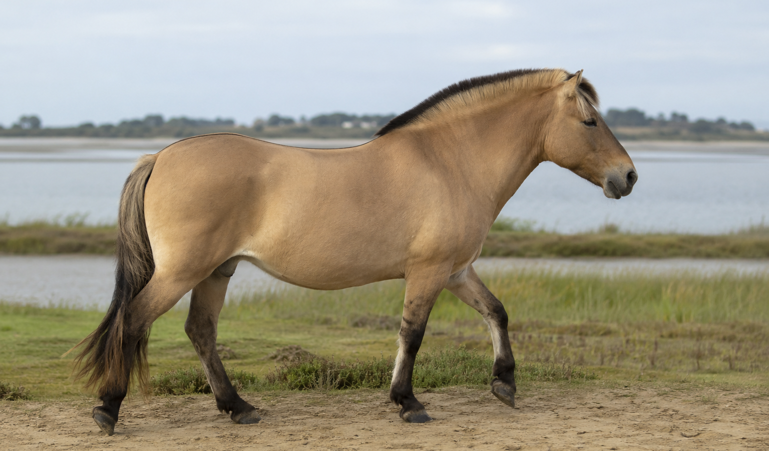 Le Cheval Henson