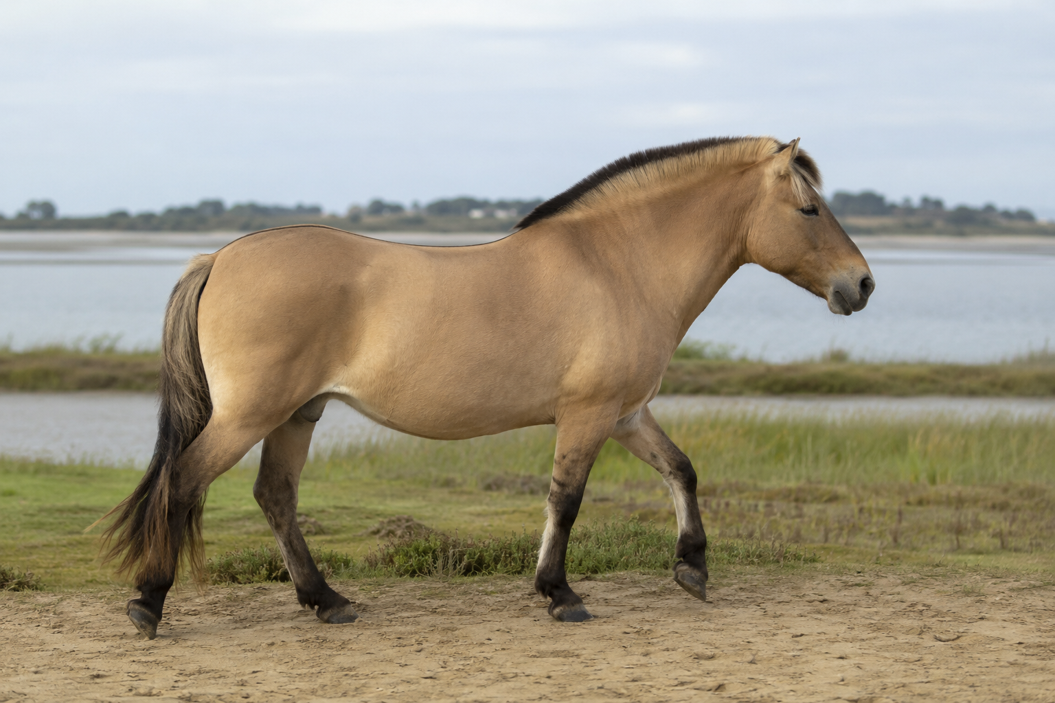 Cheval Henson