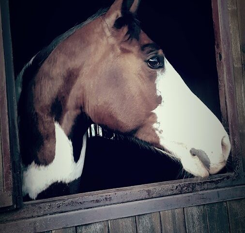 Centre Équestre Poney-Club Pau-Malaussanne