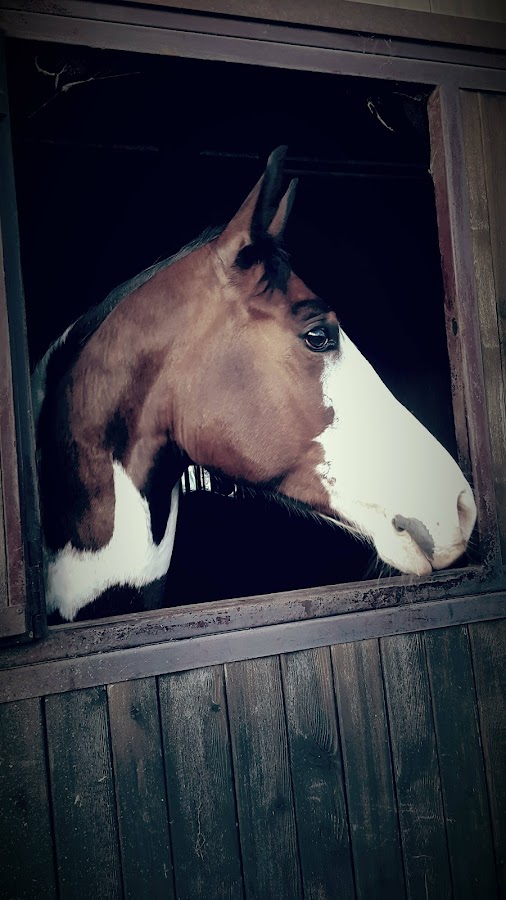 Centre Équestre Poney-Club Pau-Malaussanne