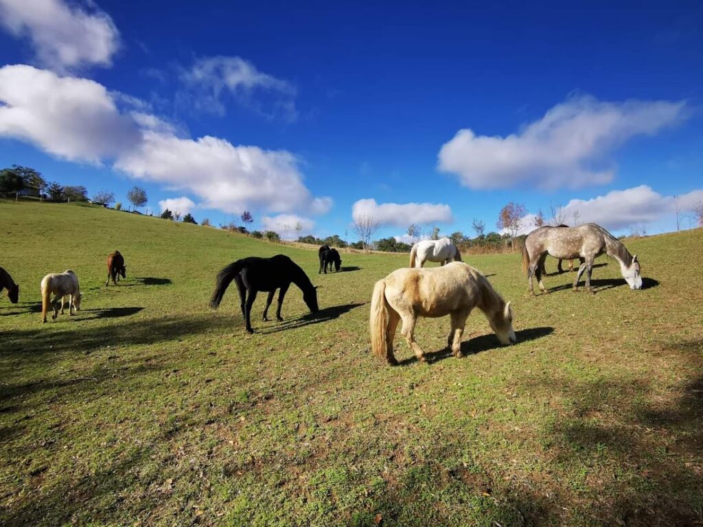 Les Chevaux d&rsquo;en Bel Air