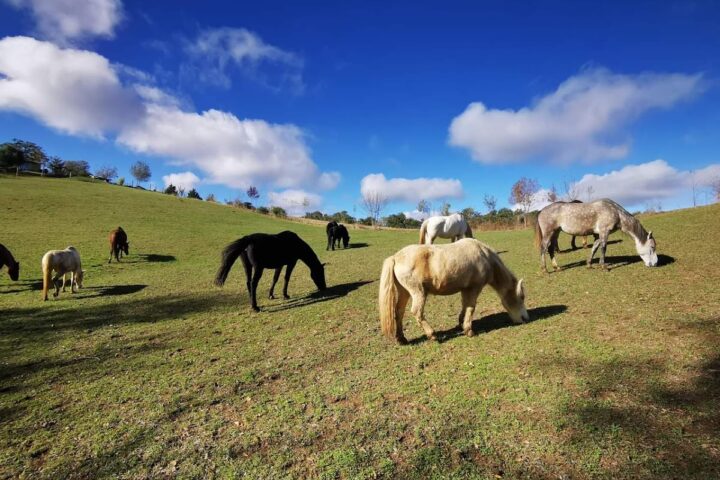 Les Chevaux d&rsquo;en Bel Air