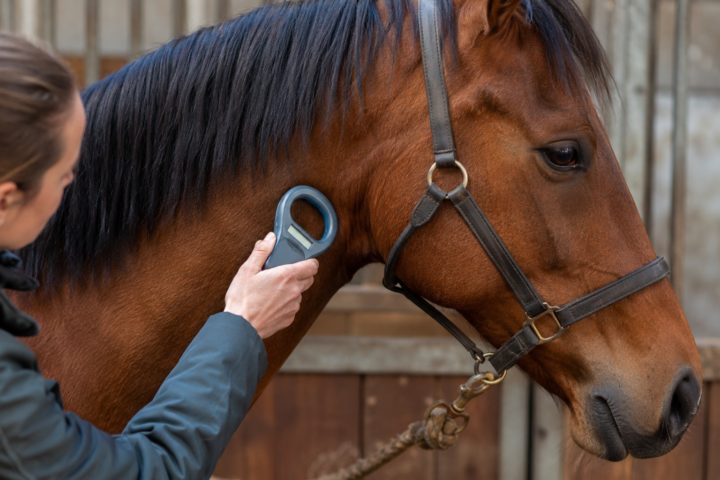 L&rsquo;identification du cheval : SIRE, puce et livret