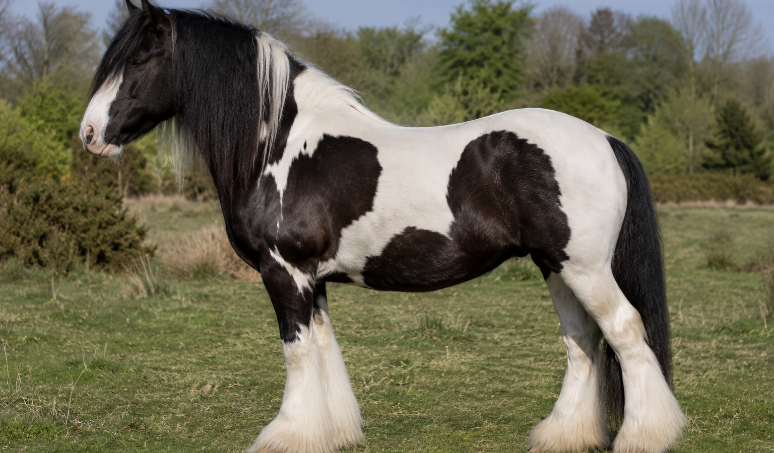 L&rsquo;Irish Cob (Tinker)