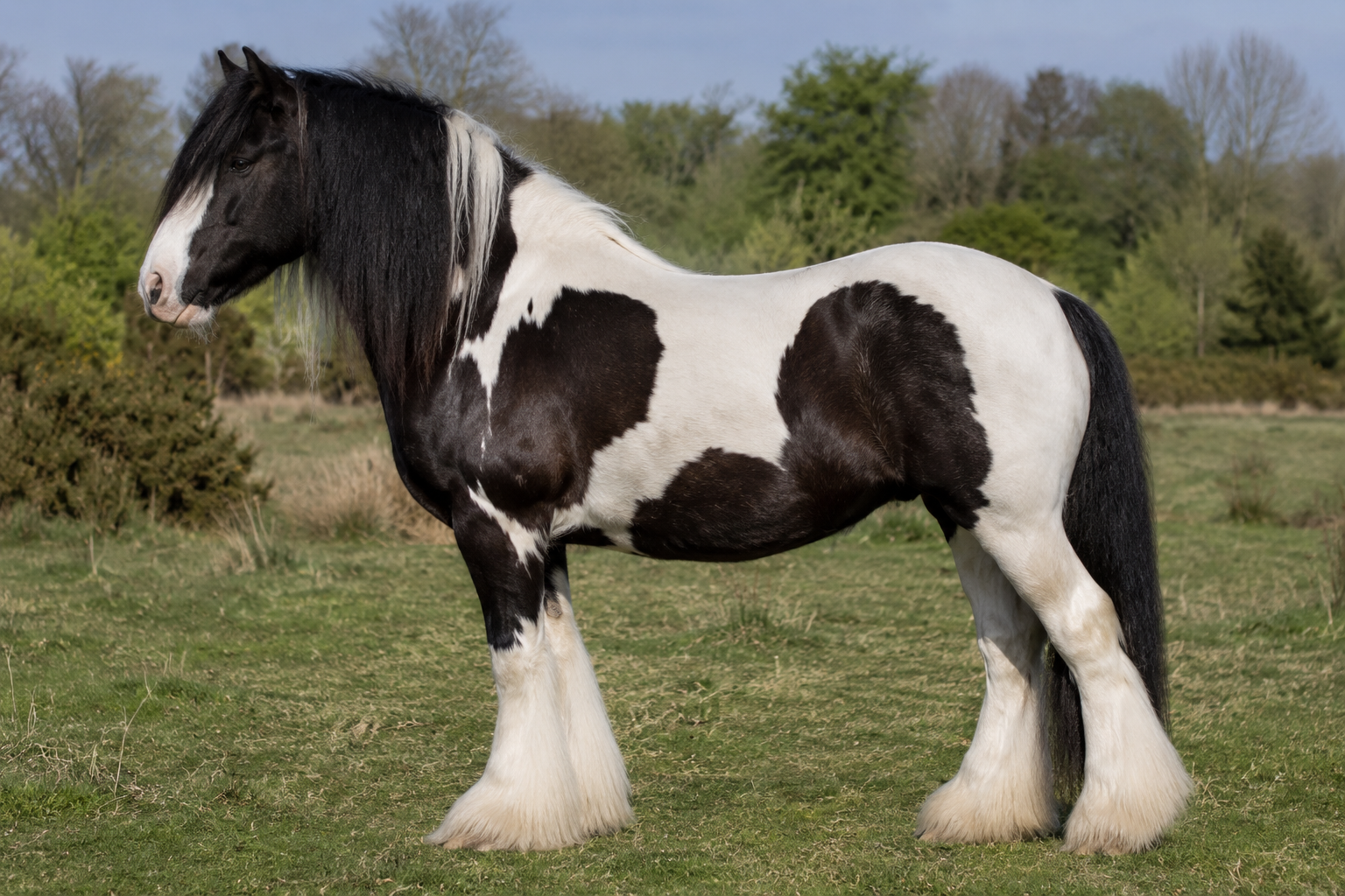 Irish Cob
