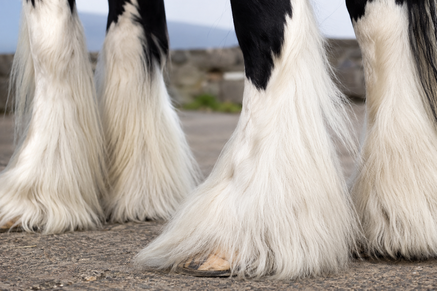 Gros plan sur les fanons abondants d'un Irish Cob pie