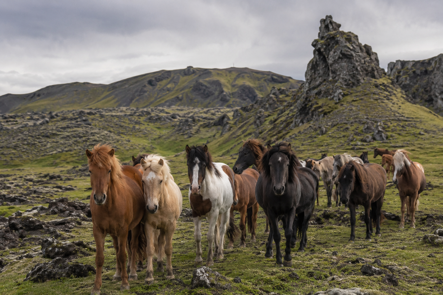 Troupeau de chevaux Islandais aux robes variées dans un paysage volcanique