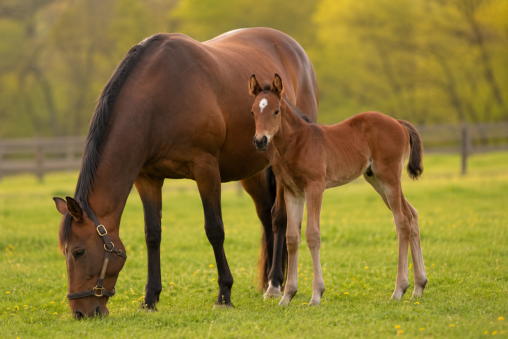 La reproduction du cheval : de la saillie au sevrage