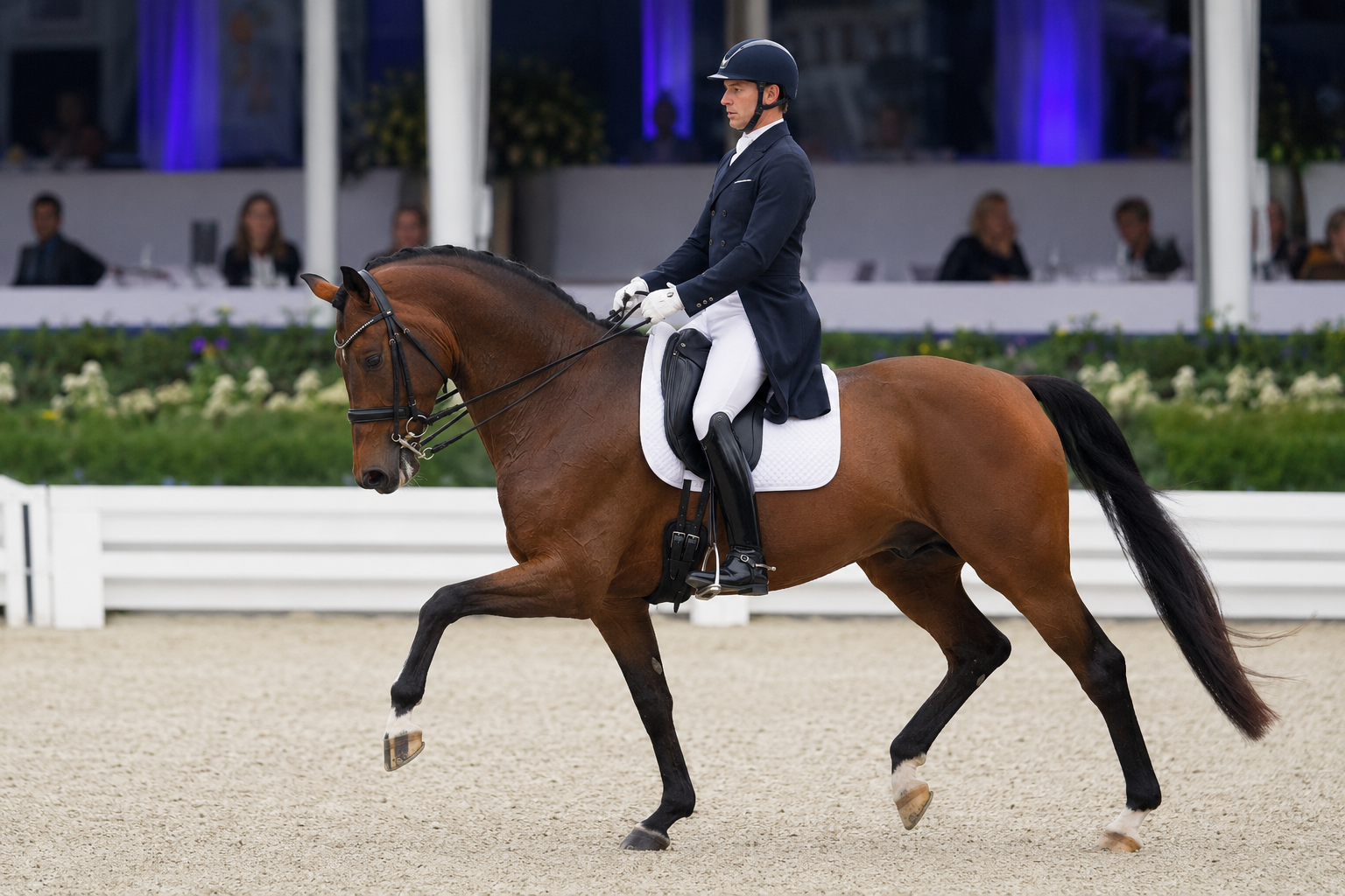 Cheval KWPN bai monté en dressage de haut niveau