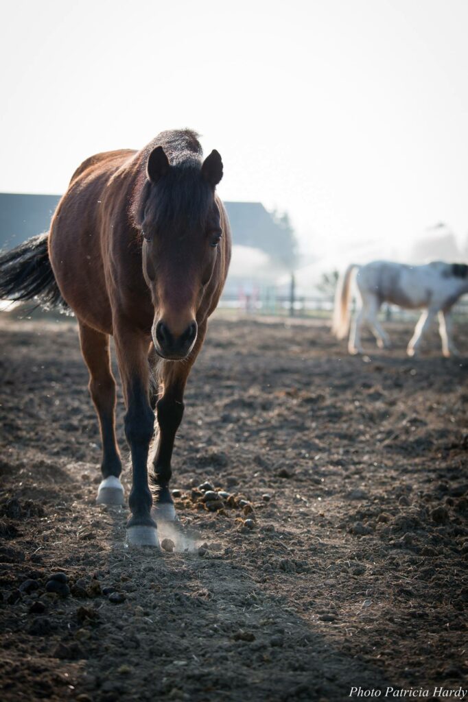 Centre Équestre Poney Club Le Destrier
