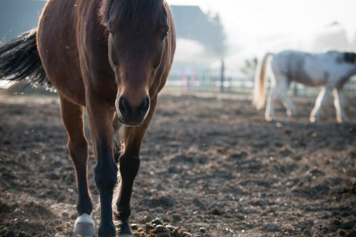 Centre Équestre Poney Club Le Destrier