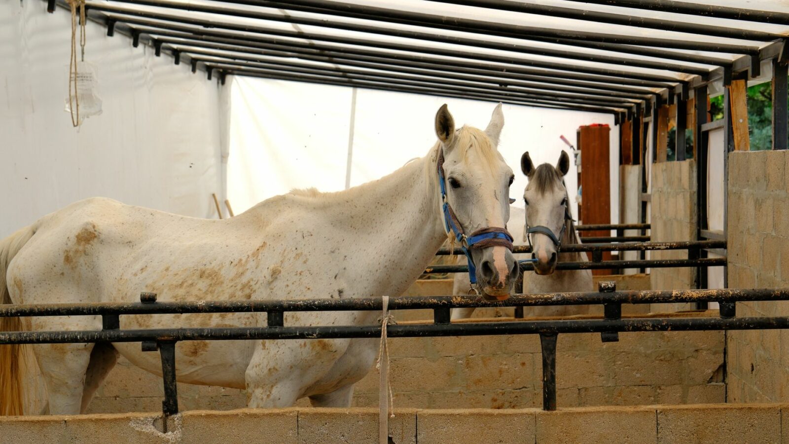 Les types de logement du cheval : pré, paddock, box et stalle