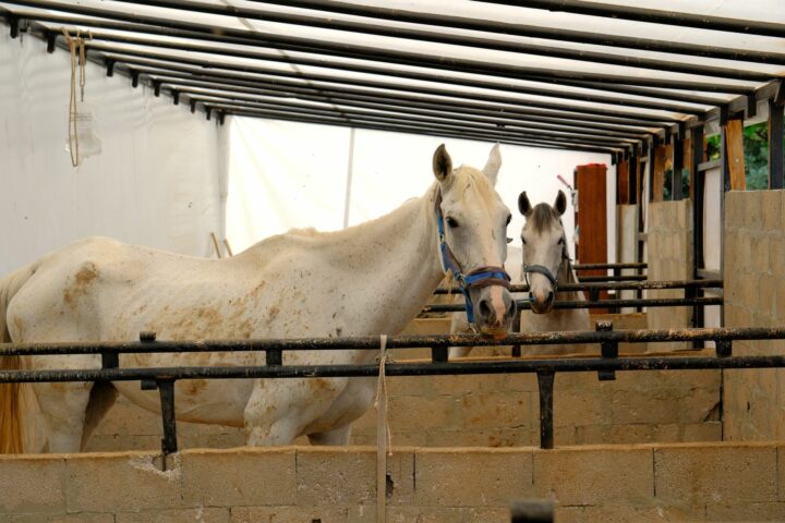 Les types de logement du cheval : pré, paddock, box et stalle