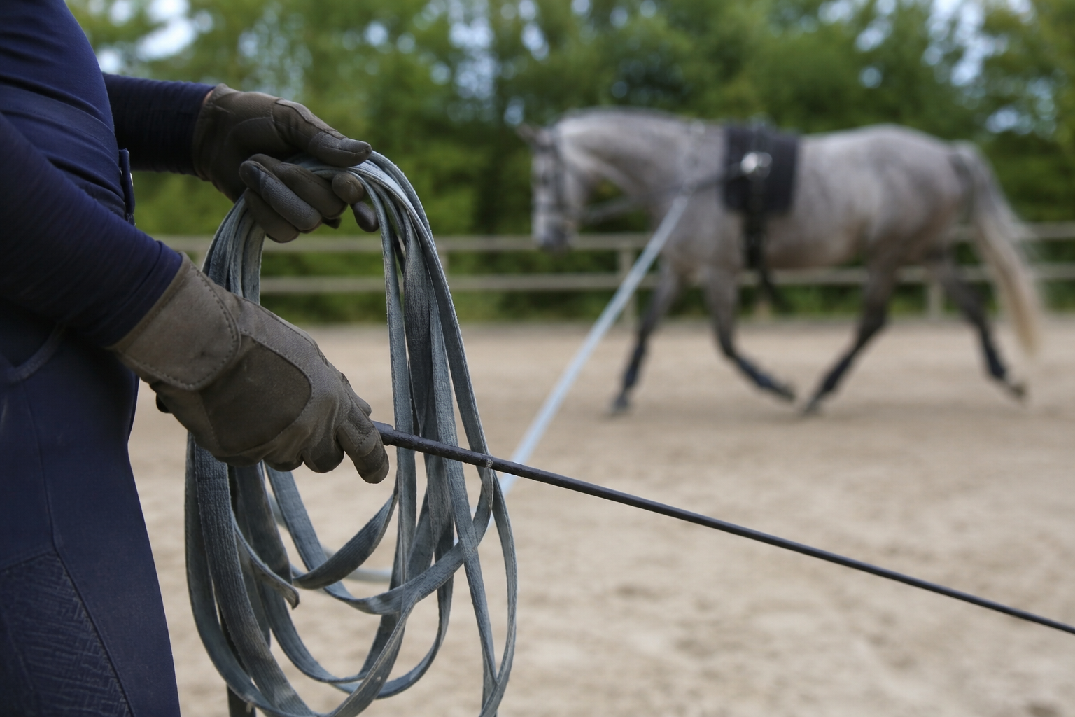 Mains gantees du longeur tenant la longe et la chambriere