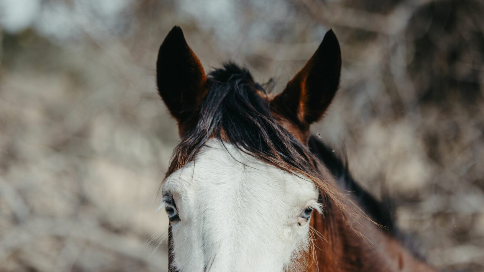 Les marques blanches et les épis du cheval