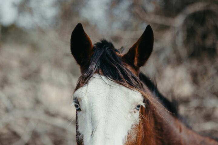 Les marques blanches et les épis du cheval