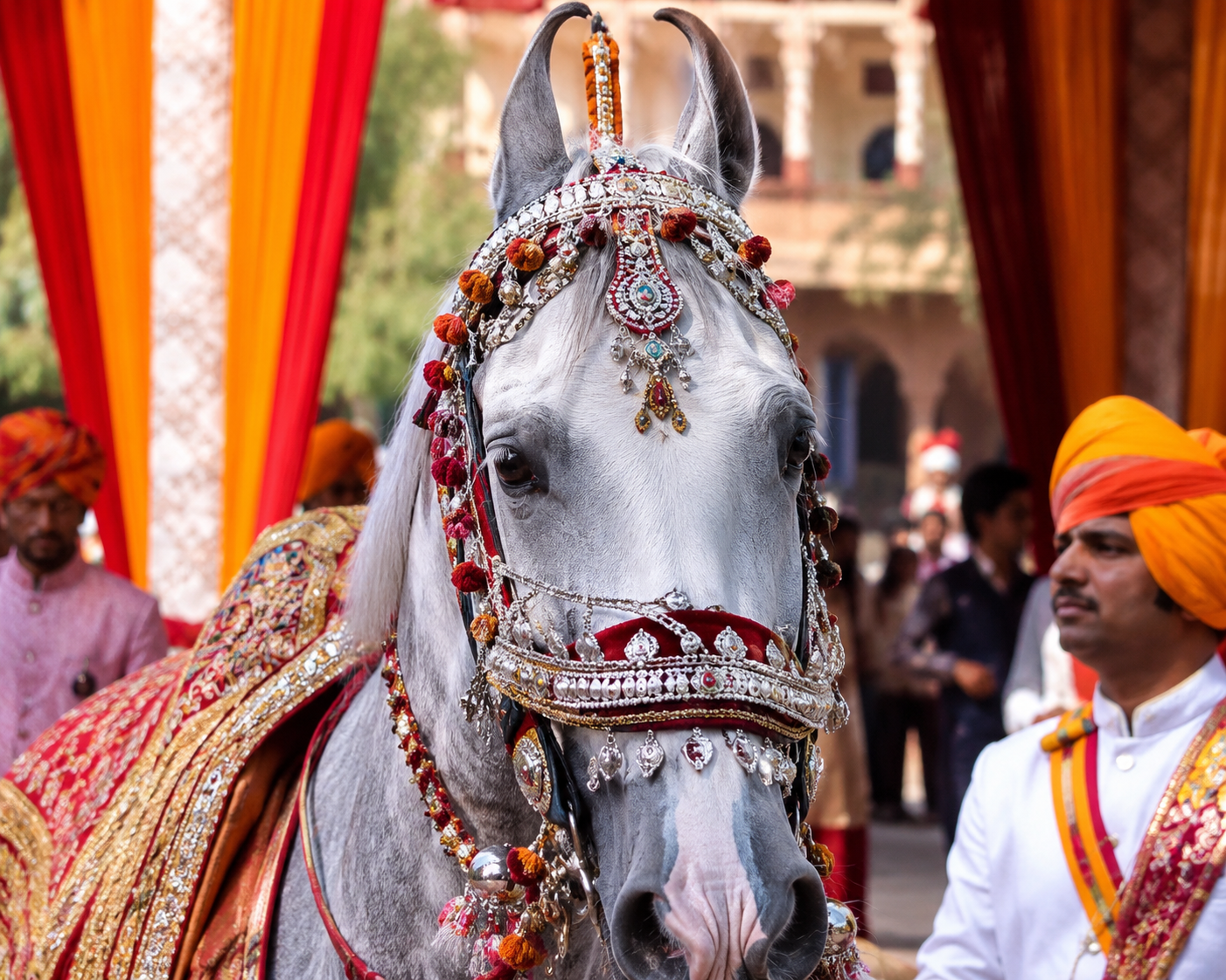 Cheval Marwari paré pour une cérémonie indienne