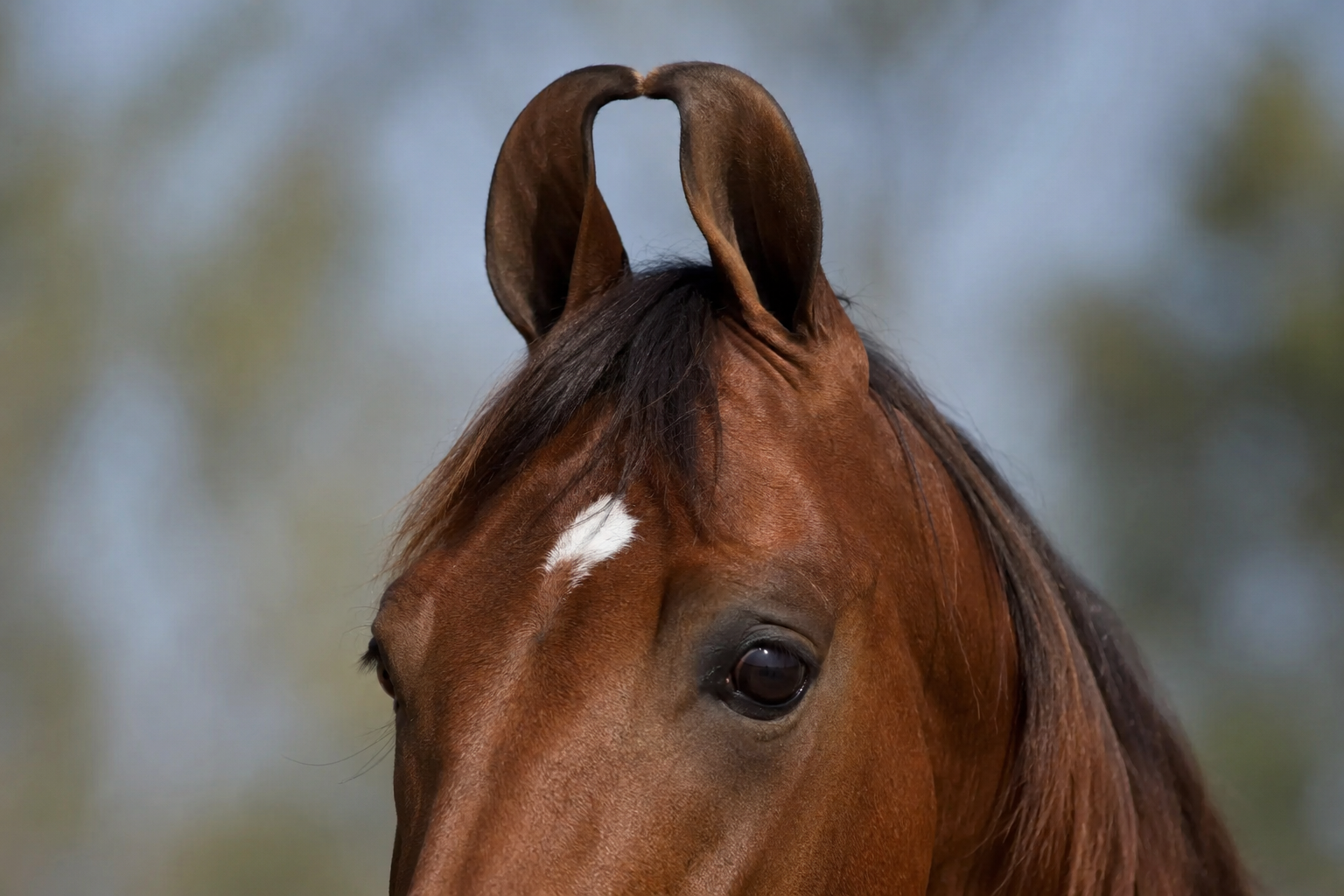 Gros plan sur les oreilles recourbées en lyre d'un cheval Marwari