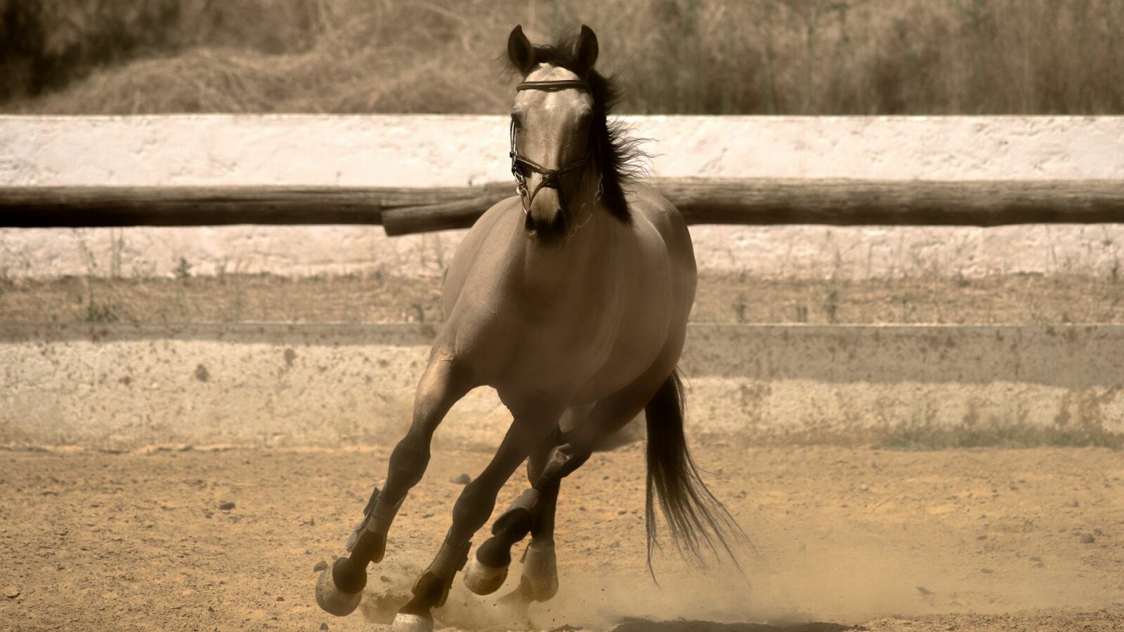 Le mécanisme du galop