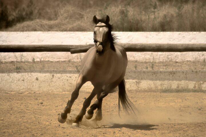 Le mécanisme du galop
