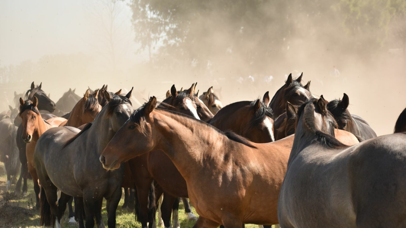 Les muscles du cheval