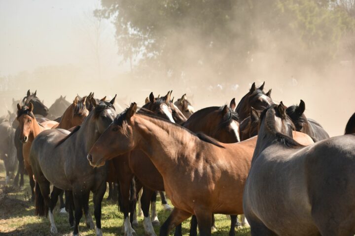 Les muscles du cheval
