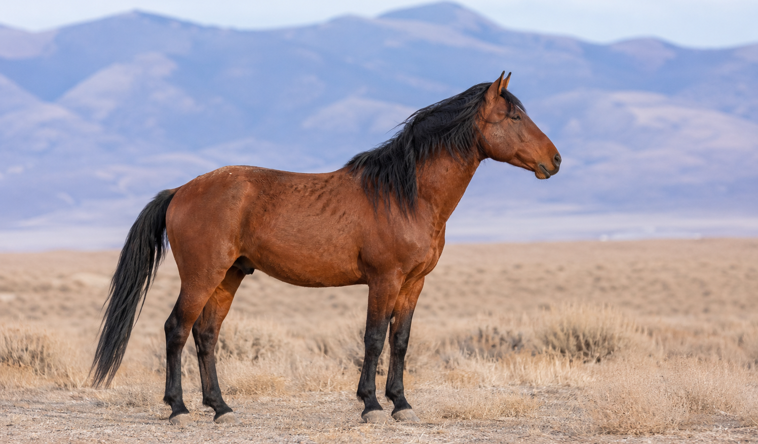 Le Mustang